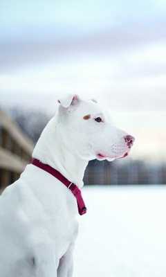 Emulate Android APK Staffordshire Bull Terrier Puzzle Emulate Android APK Staffordshire Bull Terrier Puzzle