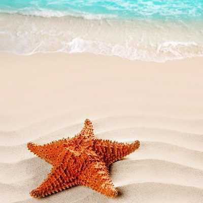 Emulate Android APK STARFISH Wallpapers v1 Emulate Android APK STARFISH Wallpapers v1