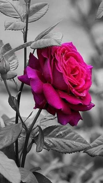 Run android online APK Sticker Roses and flowers Gifs from MyAndroid or emulate Sticker Roses and flowers Gifs using MyAndroid Run android online APK Sticker Roses and flowers Gifs from MyAndroid or emulate Sticker Roses and flowers Gifs using MyAndroid