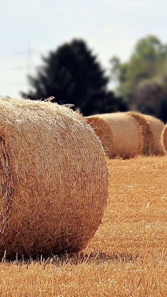 Run android online APK Straw bale Wallpaper from MyAndroid or emulate Straw bale Wallpaper using MyAndroid Run android online APK Straw bale Wallpaper from MyAndroid or emulate Straw bale Wallpaper using MyAndroid