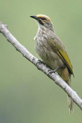 Emulate Android APK Straw-headed Bulbul Sound Emulate Android APK Straw-headed Bulbul Sound