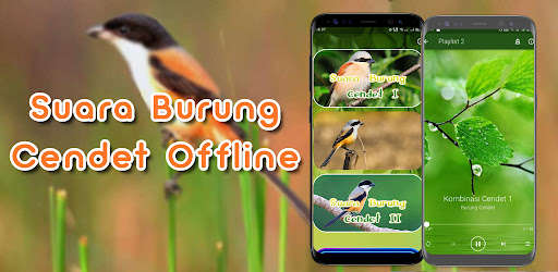 Run android online APK Suara Burung Cendet Offline from MyAndroid or emulate Suara Burung Cendet Offline using MyAndroid