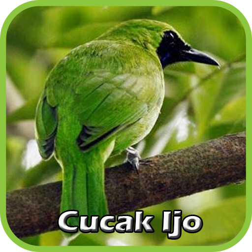 Run android online APK Suara Burung Cucak Ijo Betina from MyAndroid or emulate Suara Burung Cucak Ijo Betina using MyAndroid