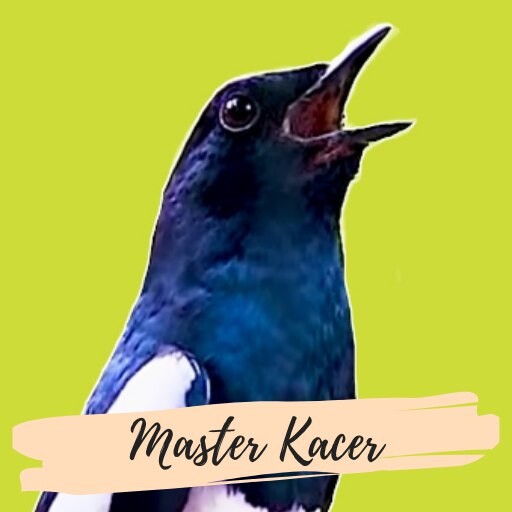 Run android online APK Suara Burung Kacer Betina from MyAndroid or emulate Suara Burung Kacer Betina using MyAndroid Run android online APK Suara Burung Kacer Betina from MyAndroid or emulate Suara Burung Kacer Betina using MyAndroid