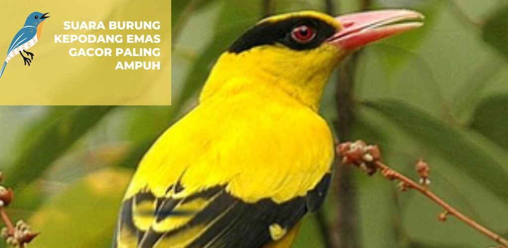 Run android online APK Suara Burung Kepodang Emas from MyAndroid or emulate Suara Burung Kepodang Emas using MyAndroid Run android online APK Suara Burung Kepodang Emas from MyAndroid or emulate Suara Burung Kepodang Emas using MyAndroid