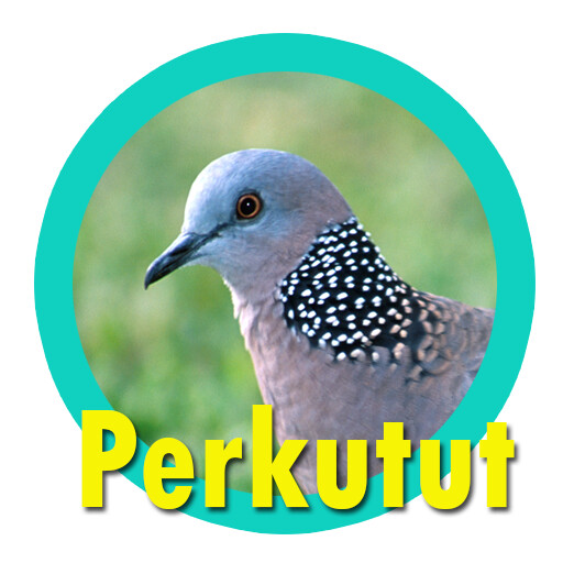 Run android online APK Suara Burung Perkutut Juara from MyAndroid or emulate Suara Burung Perkutut Juara using MyAndroid Run android online APK Suara Burung Perkutut Juara from MyAndroid or emulate Suara Burung Perkutut Juara using MyAndroid