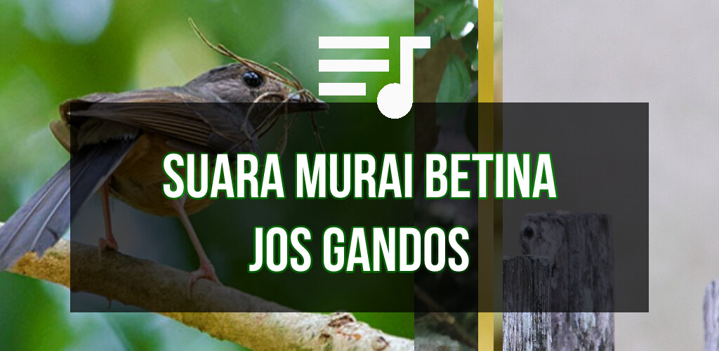 Run android online APK Suara Murai Betina Pancingan from MyAndroid or emulate Suara Murai Betina Pancingan using MyAndroid