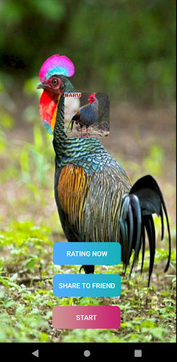 Run android online APK Suara Pikatan Ayam Hutan Ampuh from MyAndroid or emulate Suara Pikatan Ayam Hutan Ampuh using MyAndroid