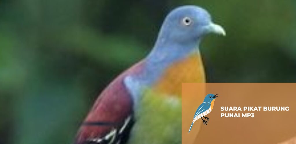 Run android online APK Suara Pikat Burung Punai Mp3 from MyAndroid or emulate Suara Pikat Burung Punai Mp3 using MyAndroid Run android online APK Suara Pikat Burung Punai Mp3 from MyAndroid or emulate Suara Pikat Burung Punai Mp3 using MyAndroid