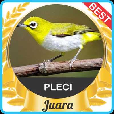 Emulate Android APK Suara Pleci mp3 Juara