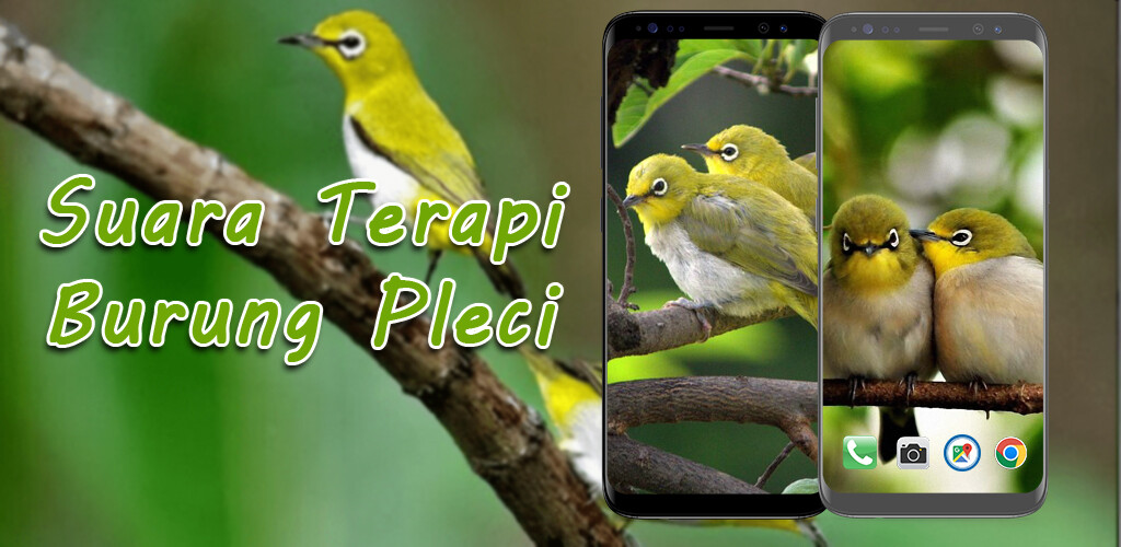 Run android online APK Suara Terapi Burung Pleci from MyAndroid or emulate Suara Terapi Burung Pleci using MyAndroid Run android online APK Suara Terapi Burung Pleci from MyAndroid or emulate Suara Terapi Burung Pleci using MyAndroid