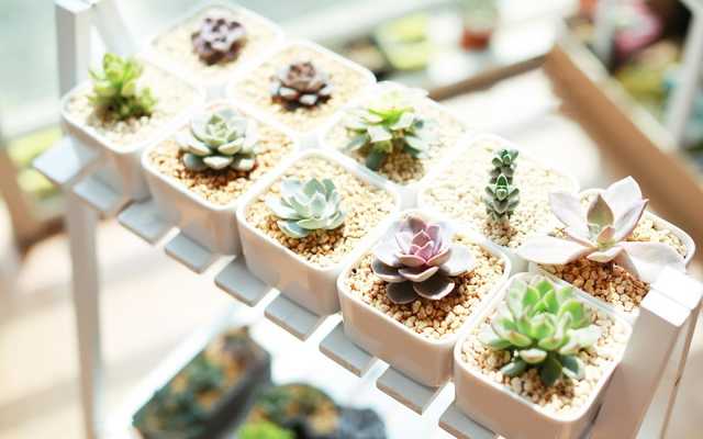 Emulate Android APK Succulent plants Wallpaper