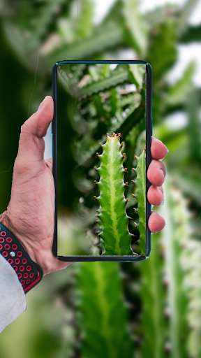 Run android online APK Succulent Wallpaper from MyAndroid or emulate Succulent Wallpaper using MyAndroid