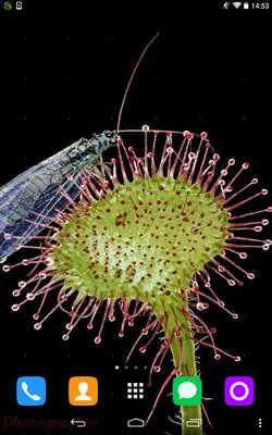 Emulate Android APK Sundew Live Wallpaper Emulate Android APK Sundew Live Wallpaper