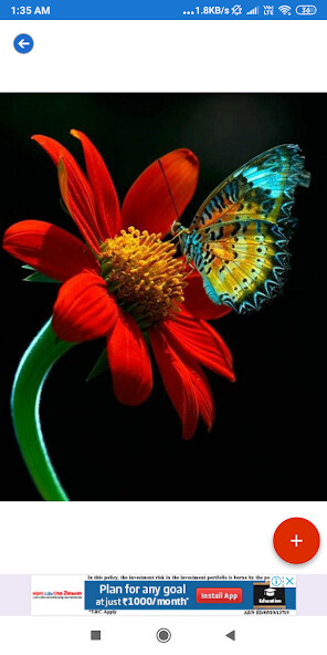Emulate Android APK Sunflower HD Wallpapers Emulate Android APK Sunflower HD Wallpapers