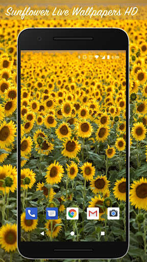 Run android online APK Sunflower Live Wallpapers HD from MyAndroid or emulate Sunflower Live Wallpapers HD using MyAndroid
