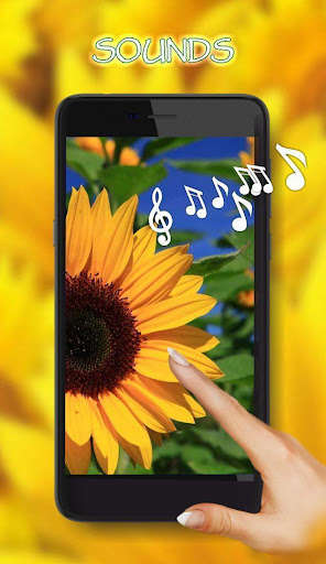 Run android online APK Sunflowers Summer from MyAndroid or emulate Sunflowers Summer using MyAndroid