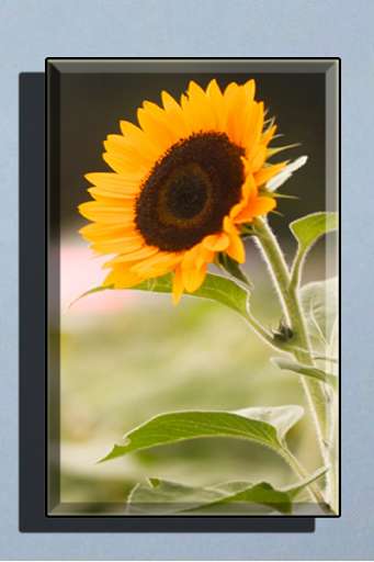 Run android online APK Sunflower Wallpaper HD full offline from MyAndroid or emulate Sunflower Wallpaper HD full offline using MyAndroid Run android online APK Sunflower Wallpaper HD full offline from MyAndroid or emulate Sunflower Wallpaper HD full offline using MyAndroid
