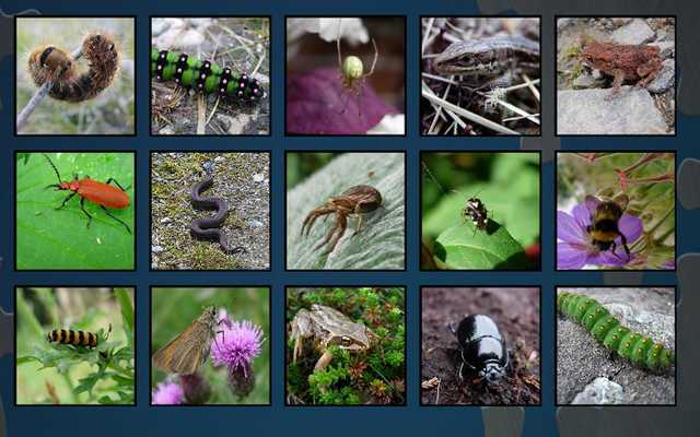 Emulate Android APK Super Jigsaws Bugs Creatures Emulate Android APK Super Jigsaws Bugs Creatures