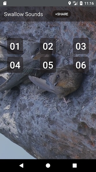 Run android online APK Swallow Sounds Ringtones from MyAndroid or emulate Swallow Sounds Ringtones using MyAndroid Run android online APK Swallow Sounds Ringtones from MyAndroid or emulate Swallow Sounds Ringtones using MyAndroid