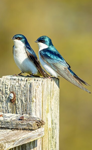 Run android online APK Swallow Sounds from MyAndroid or emulate Swallow Sounds using MyAndroid