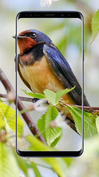 Emulate Android APK Swallow Wallpaper Emulate Android APK Swallow Wallpaper