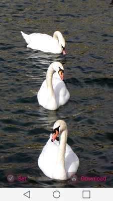 Emulate Android APK Swans Wallpapers