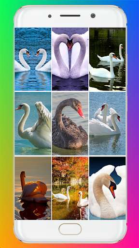 Run android online APK Swan Wallpaper HD from MyAndroid or emulate Swan Wallpaper HD using MyAndroid