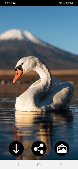 Run android online APK Swan wallpapers from MyAndroid or emulate Swan wallpapers using MyAndroid Run android online APK Swan wallpapers from MyAndroid or emulate Swan wallpapers using MyAndroid