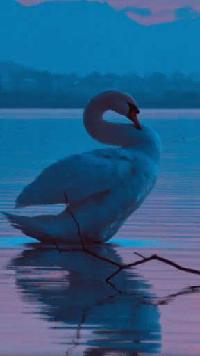 Run android online APK swan wallpaper - water reflection wallpaper from MyAndroid or emulate swan wallpaper - water reflection wallpaper using MyAndroid