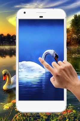 Emulate Android APK Swan Water Ripple Live Wallpaper