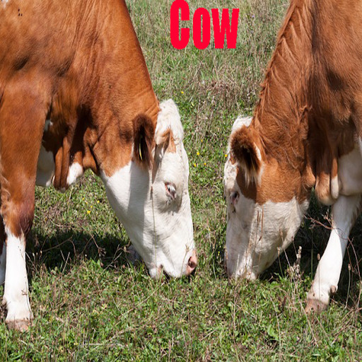Run android online APK Sweet Cow Pictures from MyAndroid or emulate Sweet Cow Pictures using MyAndroid