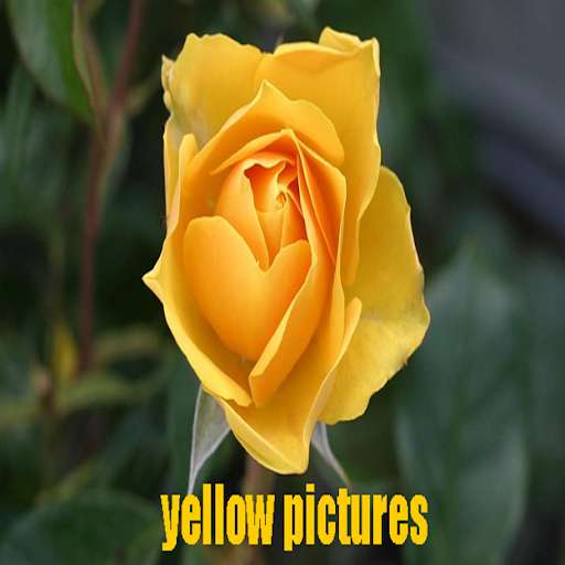 Run android online APK Sweet yellow pictures from MyAndroid or emulate Sweet yellow pictures using MyAndroid