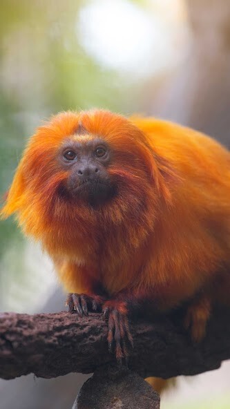 Run android online APK Tamarin monkey Wallpaper from MyAndroid or emulate Tamarin monkey Wallpaper using MyAndroid Run android online APK Tamarin monkey Wallpaper from MyAndroid or emulate Tamarin monkey Wallpaper using MyAndroid