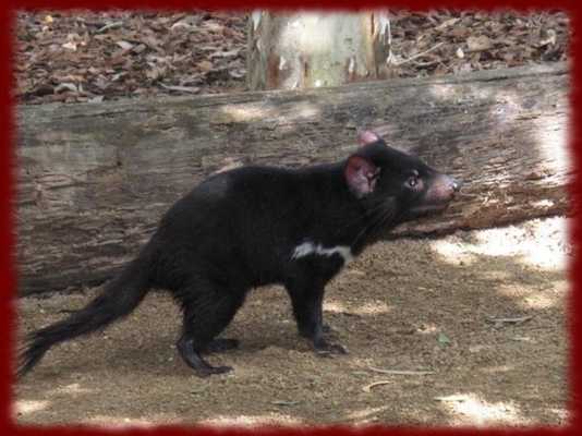 Emulate Android APK Tasmanian Devils wallpapers