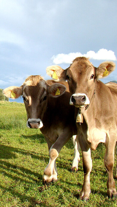 Emulate iPhone app Taurine Mobile using MyAndroid Emulate iPhone app Taurine Mobile using MyAndroid