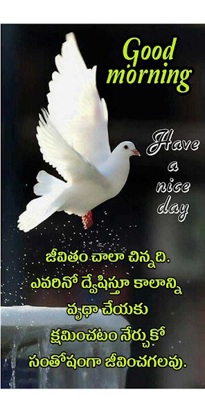 Run android online APK Telugu Good MorningGood Night Motivational Wishes from MyAndroid or emulate Telugu Good MorningGood Night Motivational Wishes using MyAndroid
