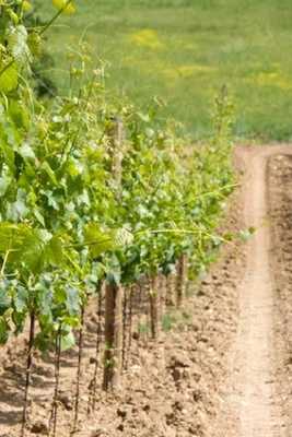 Emulate Android APK Tenuta i Fauri