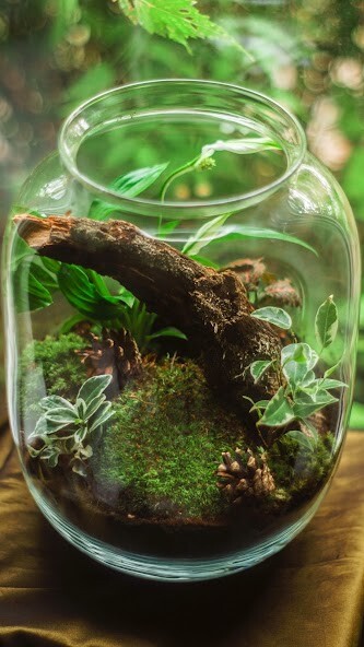 Run android online APK Terrarium Wallpapers from MyAndroid or emulate Terrarium Wallpapers using MyAndroid Run android online APK Terrarium Wallpapers from MyAndroid or emulate Terrarium Wallpapers using MyAndroid