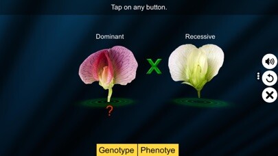 Emulate iPhone app Test Cross: pea flower using MyAndroid Emulate iPhone app Test Cross: pea flower using MyAndroid