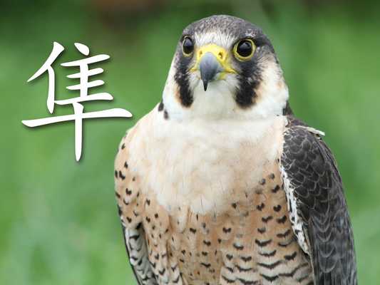 Emulate Android APK The Animals Book - Chinese Emulate Android APK The Animals Book - Chinese