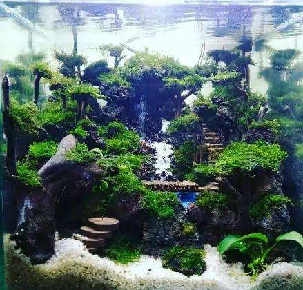 Run android online APK The Best Aquascape Ideas Today from MyAndroid or emulate The Best Aquascape Ideas Today using MyAndroid