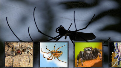 Emulate iPhone app The Best Spiders using MyAndroid