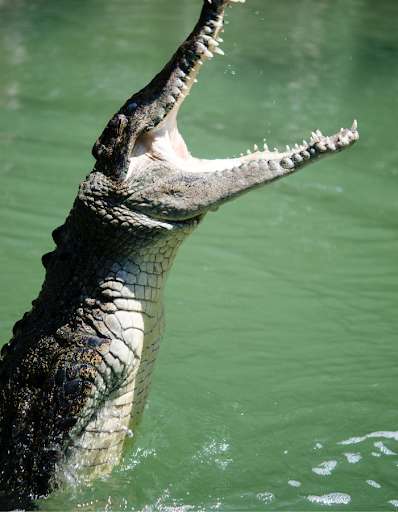 Run android online APK The Crocodile Animal Monster from MyAndroid or emulate The Crocodile Animal Monster using MyAndroid Run android online APK The Crocodile Animal Monster from MyAndroid or emulate The Crocodile Animal Monster using MyAndroid