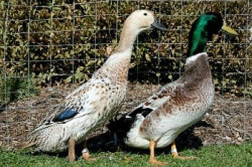 Run android online APK The Duck Book from MyAndroid or emulate The Duck Book using MyAndroid