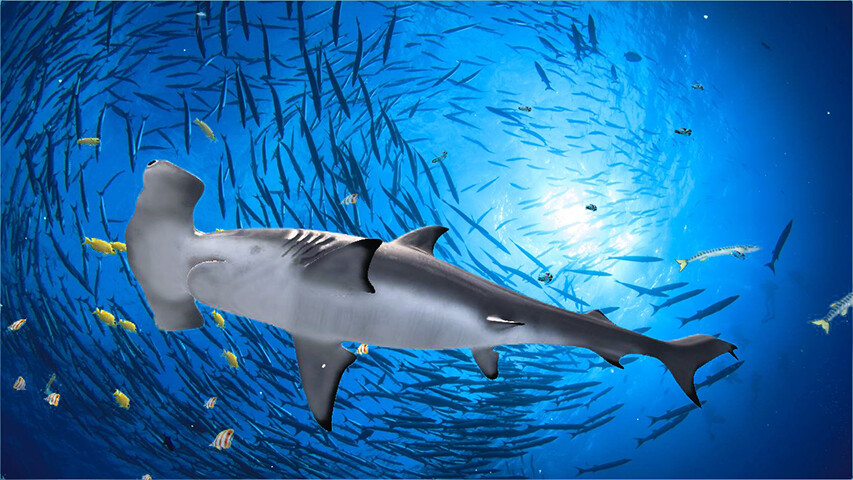 Run android online APK The Hammerhead Shark from MyAndroid or emulate The Hammerhead Shark using MyAndroid