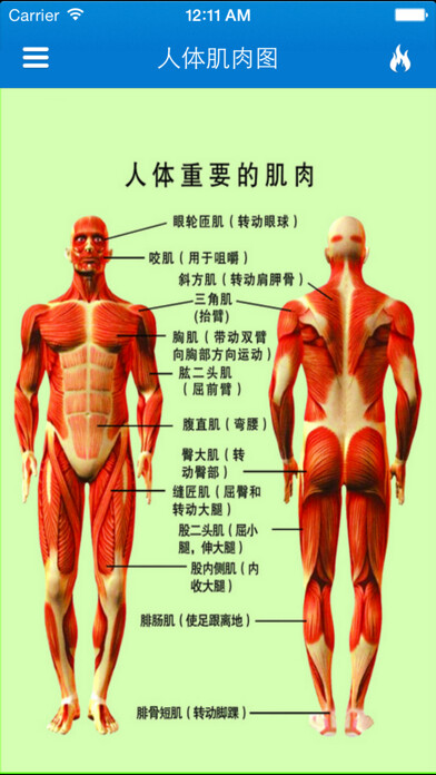 Emulate iPhone app The perfect muscle exercise guide 3D using MyAndroid Emulate iPhone app The perfect muscle exercise guide 3D using MyAndroid