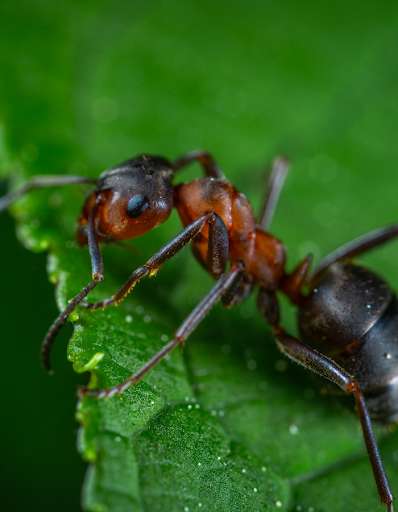 Run android online APK The Smallest Insect Ant from MyAndroid or emulate The Smallest Insect Ant using MyAndroid Run android online APK The Smallest Insect Ant from MyAndroid or emulate The Smallest Insect Ant using MyAndroid