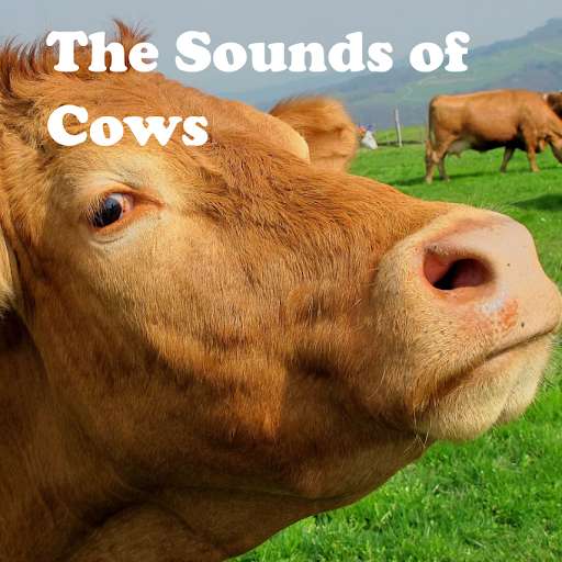 Emulate Android APK The Sounds of Cows Emulate Android APK The Sounds of Cows
