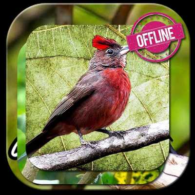 Emulate Android APK tico tico rei canto Emulate Android APK tico tico rei canto
